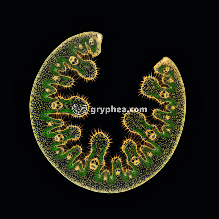 Feuille d'Oyat en milieu sec (fausses couleurs) CT x7 - gryphea.org